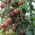 Solanum lycopersicum Black Cherry