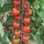 Solanum lycopersicum Lovertino