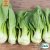 Pak Choi Bok Choy Green, Ekologisk