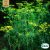 Dill, Mammoth Long Island, Ekologisk