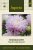 Aster, Sommar-, King Size Appleblossom