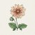 Dahlia, Sommar-,Sunny Reggae