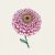 Zinnia, Maryland-, Zahara Double Raspberry Ripple
