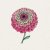 Zinnia, Queen Red Lime