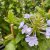 Plumbago auriculata Blyblomma