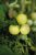 Kruktomat Balconi Yellow