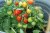 Kruktomat Funnyplums Red F1