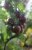 Körsbärstomat Black Cherry, Ekologisk