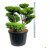 Buxbom Bonsai