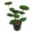 Ilex crenata Convexa