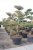Sydbok Bonsai