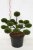 Svarttall Bonsai