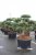 Skogstall Bonsai