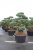 Skogstall Bonsai