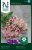 Flox, Sommar-, Cherry Caramel
