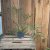 Philodendron Tortum