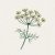 Dill