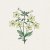 Blomstertobak, Lime Green