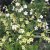 Blomstertobak, Lime Green