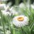 Eternell, Jätte-, White