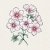 Flox, Sommar-, Blushing Bride
