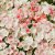 Flox, Sommar-, Blushing Bride