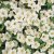 Småpetunia, Stickling, Million Bells Cabaret ® White