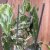 Opuntia Ghost Cactus