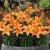 Lilium hybr. Abbeville´s Pride, Asiatisk Lilja, P11cm