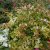 Abelia x grandiflora Kaleidoscope ®