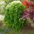 Acer palmatum Ryusen ®