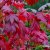 Acer japonicum Vitifolium, Solfjäderslönn, 60-80 C10