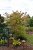 Acer North Wind ® (Isinw), Hybridlönn, 50-60 C5