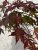 Acer palmatum Cascade Ruby2