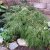 Acer palmatum Dissectum, Japansk Lönn, 30-40 C3