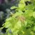 Acer palmatum Orange Dream, Japansk Lönn, 80 stam C7,5
