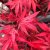 Acer palmatum Shaina, Japansk Lönn