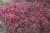 Acer palmatum Shirazz ® , Japansk Lönn