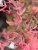 Acer palmatum Shirazz ® , Japansk Lönn