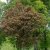 Acer platanoides Crimson Sentry, Röd Klotlönn, 200 stam C15