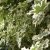 Acer platanoides Drummondii, Vitbrokig Lönn, 150 stam C10