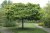 Acer platanoides Globosum, Klotlönn