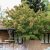 Acer tataricum Hot Wings ® (Garann), Rysk Lönn, utr 200-250 C15