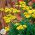 Achillea millefolium Sassy Summer Lemon ®, Röllika, C3