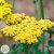 Achillea millefolium Sassy Summer Lemon ®, Röllika, C3