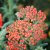 Achillea millefolium Walther Funcke, Röllika, SQ1