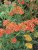 Achillea millefolium Walther Funcke, Röllika, SQ1