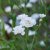 Achillea ptarmica var. multiplex The Pearl, Vitpytt, P9cm