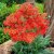 Achillea millefolium Walther Funcke, Röllika