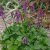Aconitum Purple Sparrow, Stormhatt, SQ1